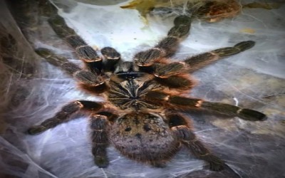 PTERINOCHILUS MURINUS DCF 'KIGOMA' / KIGOMA BABOON TARANTULA - SLING